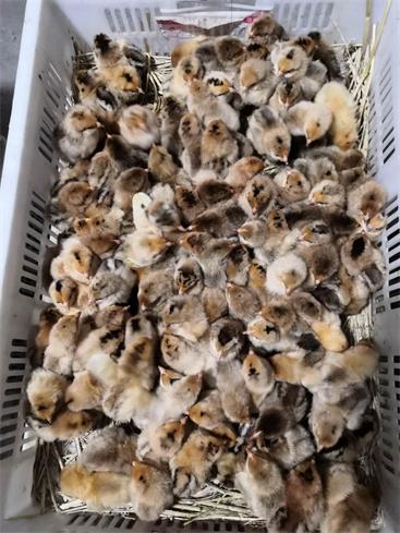 红瑶公鸡养殖----山东红羽系列公鸡养殖 动物种苗3
