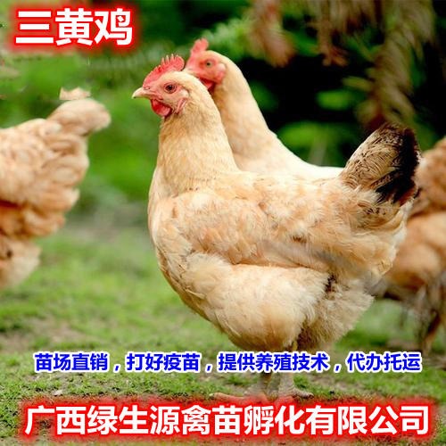 特种珍禽 中国名鸡三黄鸡苗 贵州三黄鸡苗 苗场直销 成活率99%10