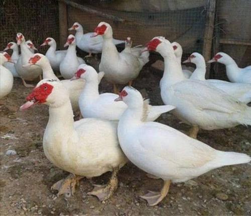 提供养殖技术 白番鸭 成活率98% 花番鸭孵房直供 西洋鸭苗黑番鸭 打好疫苗8