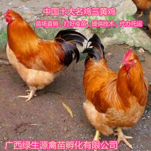 特种珍禽 中国名鸡三黄鸡苗 贵州三黄鸡苗 苗场直销 成活率99%1