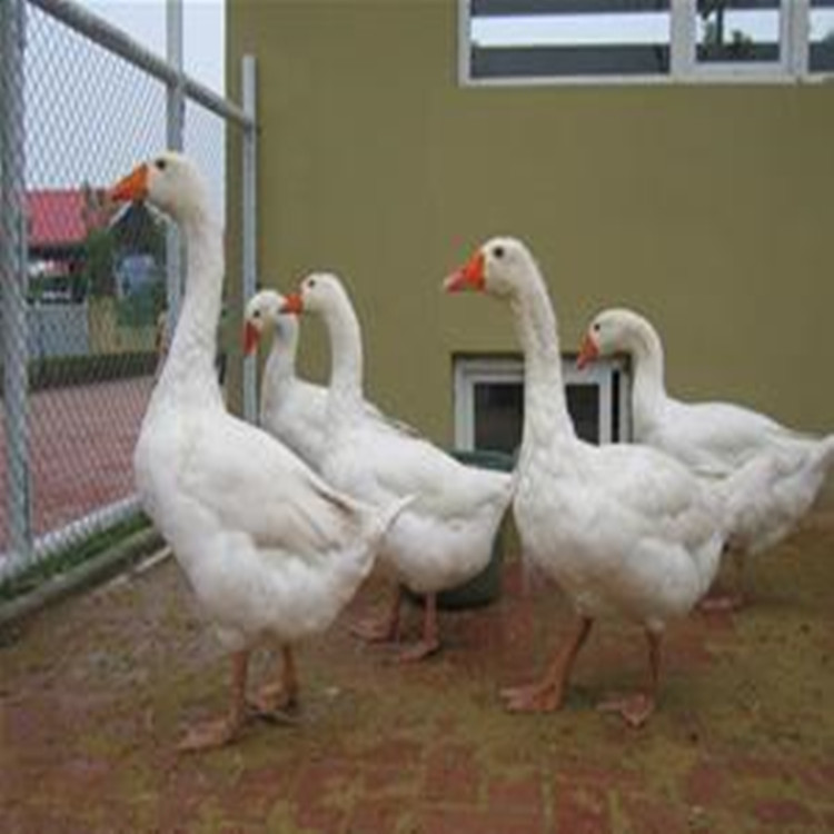 提供养殖技术 成活率96％ 霍尔多巴吉白鹅 广西霍尔多巴吉白鹅苗 全国发货2