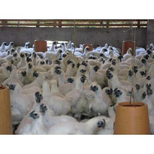 全国发货 竹丝鸡苗 提供养殖技术 包运输途中损耗全赔 成活率98％ 苗场直销 白羽丝毛乌鸡 打好疫苗5
