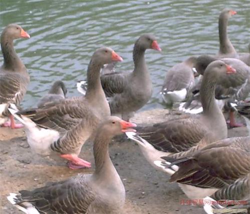 全国发货 特种珍禽 成活率98％ 广西朗德鹅苗 朗德鹅 苗场直供7