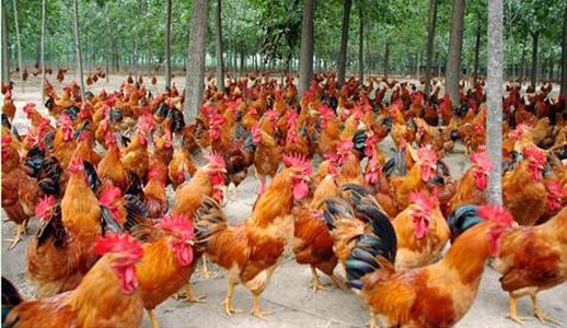 特种珍禽 中国名鸡三黄鸡苗 贵州三黄鸡苗 苗场直销 成活率99%5