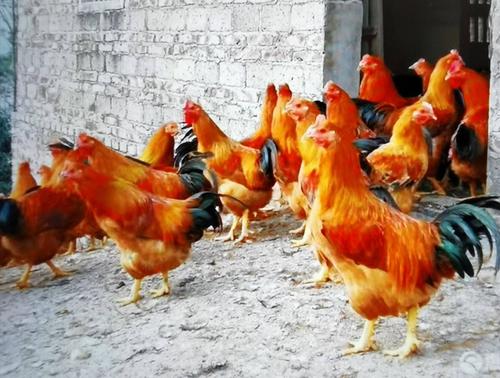 特种珍禽 中国名鸡三黄鸡苗 贵州三黄鸡苗 苗场直销 成活率99%6