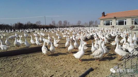 提供养殖技术 成活率96％ 霍尔多巴吉白鹅 广西霍尔多巴吉白鹅苗 全国发货1
