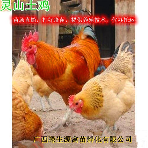特种珍禽 家禽精品灵山土鸡苗 成活率98% 广西灵山土鸡苗10