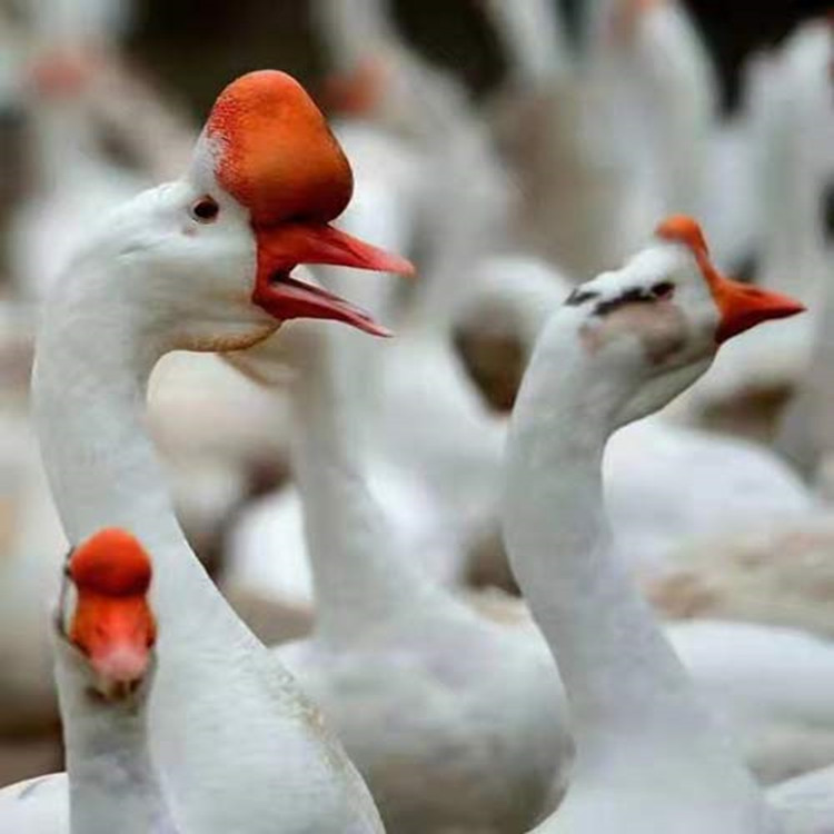 提供养殖技术 成活率96％ 霍尔多巴吉白鹅 广西霍尔多巴吉白鹅苗 全国发货6