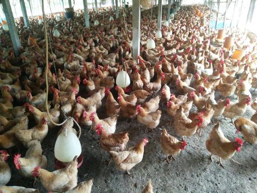 特种珍禽 中国名鸡三黄鸡苗 贵州三黄鸡苗 苗场直销 成活率99%3