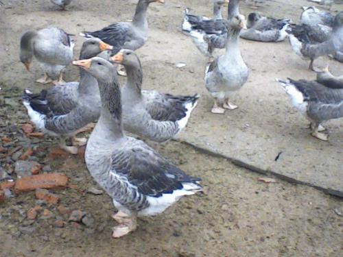 全国发货 特种珍禽 成活率98％ 广西朗德鹅苗 朗德鹅 苗场直供4