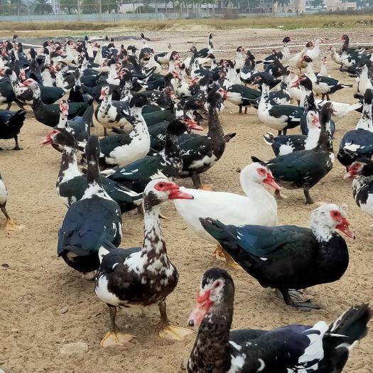 提供养殖技术 白番鸭 成活率98% 花番鸭孵房直供 西洋鸭苗黑番鸭 打好疫苗5