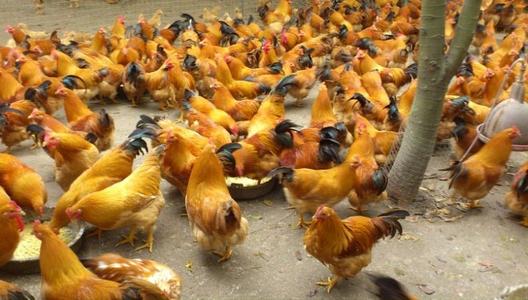 特种珍禽 中国名鸡三黄鸡苗 贵州三黄鸡苗 苗场直销 成活率99%2