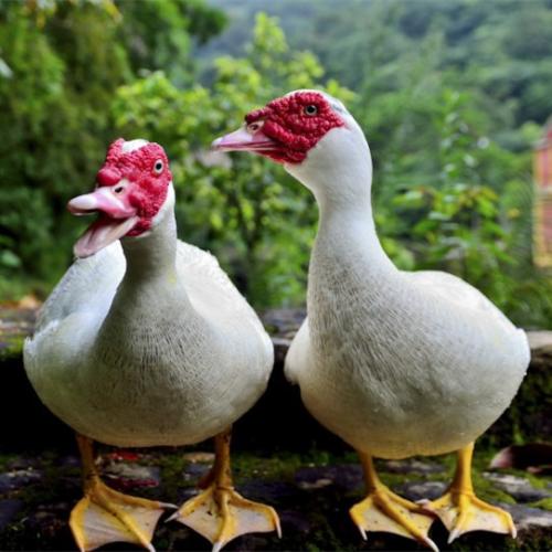 提供养殖技术 白番鸭 成活率98% 花番鸭孵房直供 西洋鸭苗黑番鸭 打好疫苗3