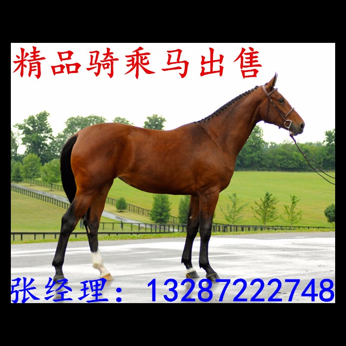 现在马匹 行情马匹出售价格伊犁马和蒙古马小马驹出售2