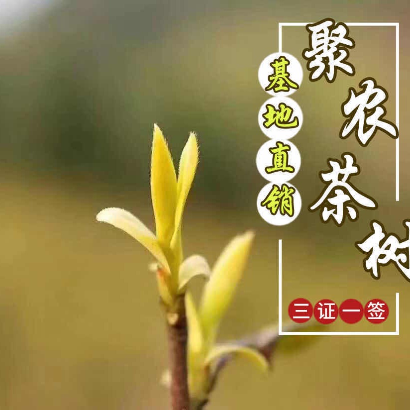 聚农茶树直销厂家批发茶苗品种纯度99 其他农作物种子、种苗 珍珠奶白茶苗