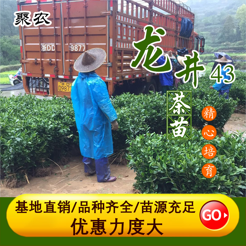 聚农茶苗 龙井43号茶苗 基地直发 其他农作物种子、种苗 品种纯正6