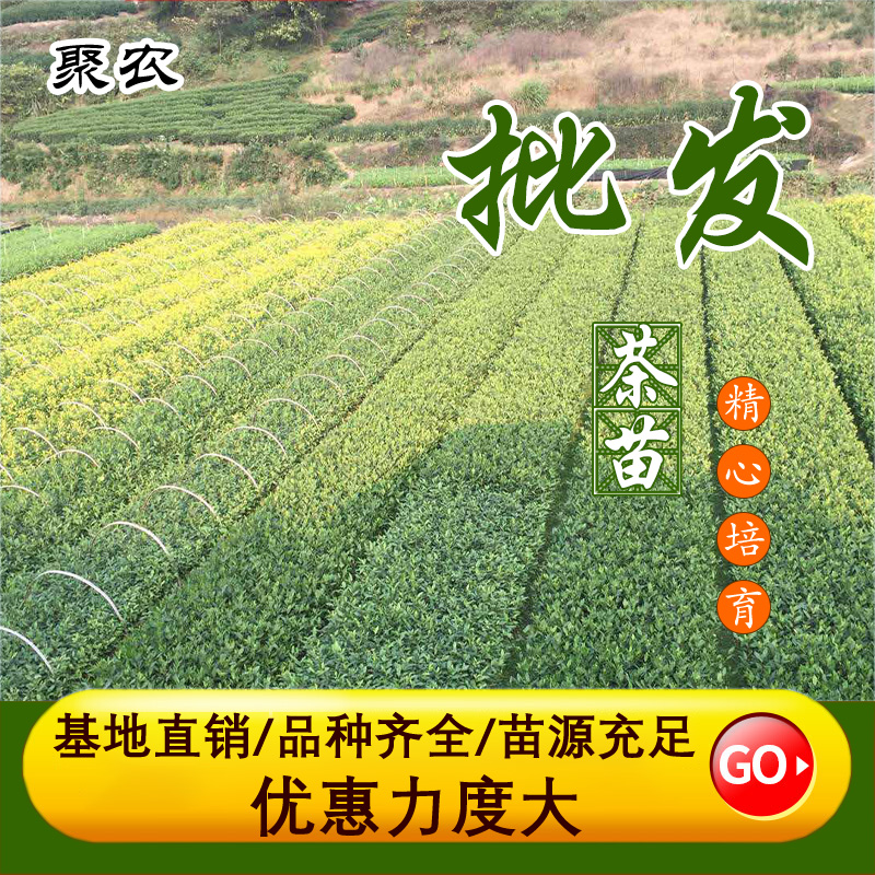 乌牛早茶苗 新品种纯度99.9%厂家直销聚农茶树苗批发 乌龙早茶苗5