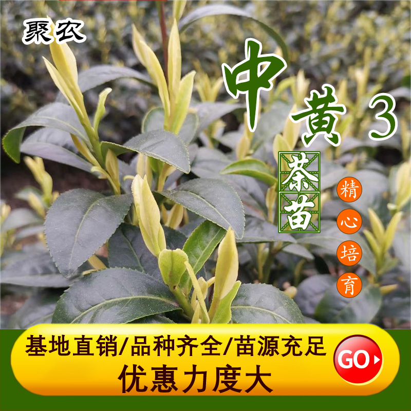 基地直发 聚农茶苗 其他农作物种子、种苗 乌牛早茶苗 品种纯正5