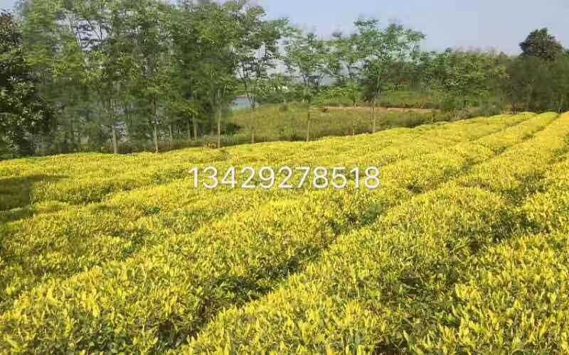 聚农茶树直销厂家批发茶苗品种纯度99 其他农作物种子、种苗 珍珠奶白茶苗2