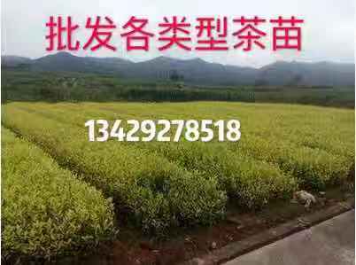 聚农茶树直销厂家批发茶苗品种纯度99 其他农作物种子、种苗 珍珠奶白茶苗3