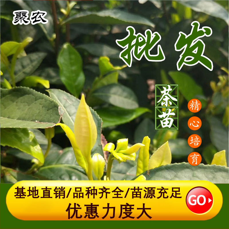 聚农茶树直销厂家批发茶苗品种纯度99% 中茶108茶树苗 中茶108茶叶苗2