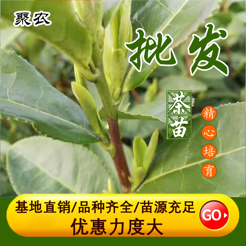 聚农茶树直销厂家批发茶苗品种纯度99% 中茶108茶树苗 中茶108茶叶苗1