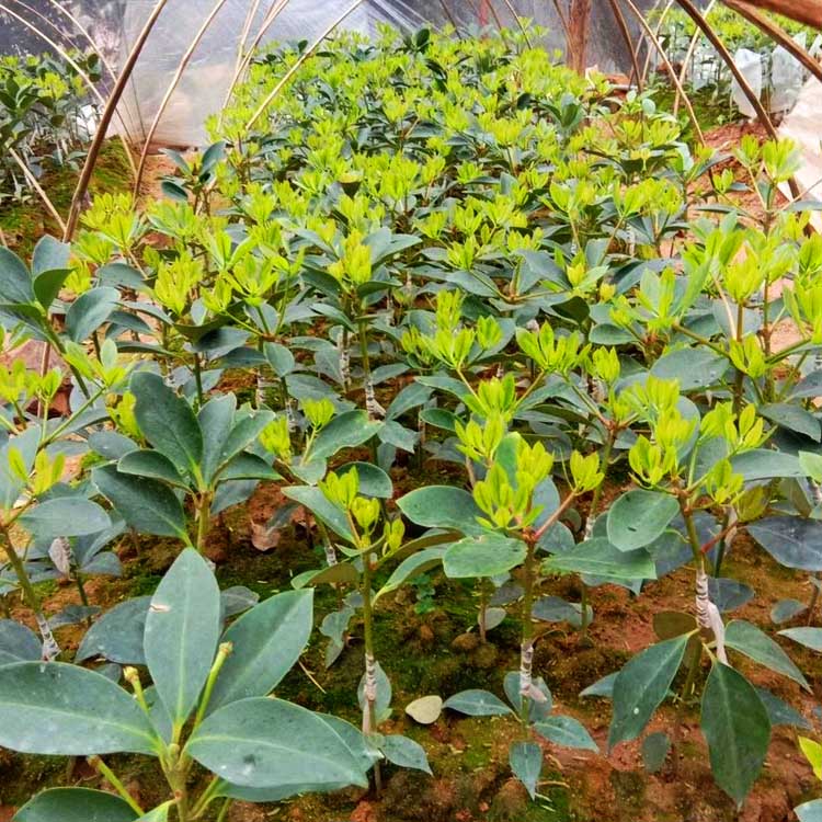 正规木工八角 八角栽培 八角茴香树苗批发价格厂价供应 药材种子、种苗7