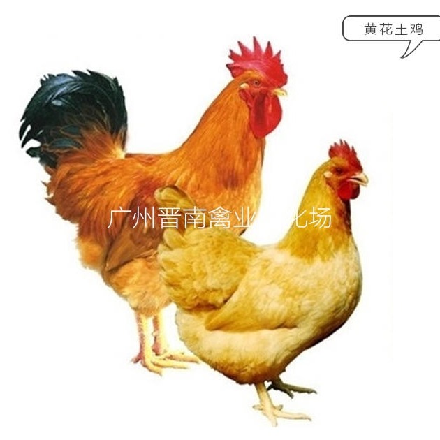广州附近黄花鸡行情 优质本地土鸡价格 黄3土3鸡苗品种预定 孵化场量大优惠 黄4批发低价采购