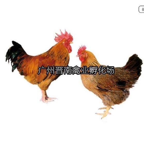 广东新陂麻鸡简介 土鸡养殖快大成鸡 种鸡场鸡苗价格批发 动物种苗