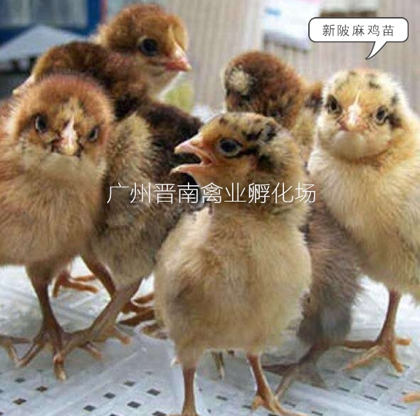 广东新陂麻鸡简介 土鸡养殖快大成鸡 种鸡场鸡苗价格批发 动物种苗3
