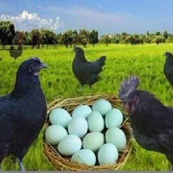 动物种苗 绿壳蛋鸡苗批发价格 2019年绿壳蛋鸡苗价格2