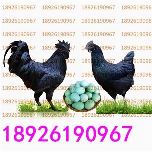 动物种苗 绿壳蛋鸡苗批发价格 2019年绿壳蛋鸡苗价格5