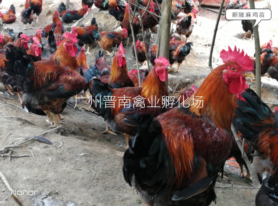 广东新陂麻鸡简介 土鸡养殖快大成鸡 种鸡场鸡苗价格批发 动物种苗2