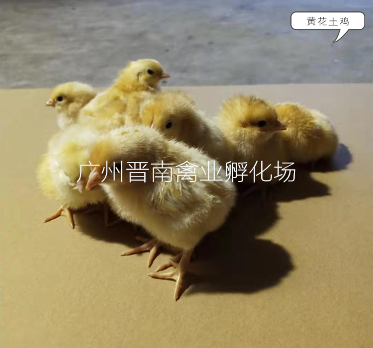 广州附近黄花鸡行情 优质本地土鸡价格 黄3土3鸡苗品种预定 孵化场量大优惠 黄4批发低价采购2