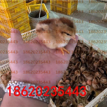 育种厂家直销 全国发货 清远麻鸡苗批发 运输包活 2019年清远麻鸡苗价格2