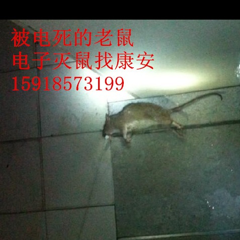 广州哪家灭鼠公司好灭鼠 灭虫害 有危害吗7