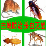 广州哪家灭鼠公司好灭鼠 灭虫害 有危害吗9