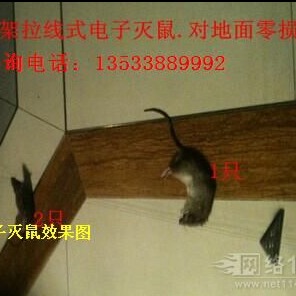广州哪家灭鼠公司好灭鼠 灭虫害 有危害吗8