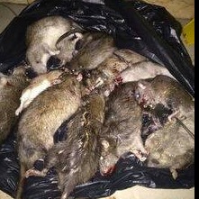 广州哪家灭鼠公司好灭鼠 灭虫害 有危害吗