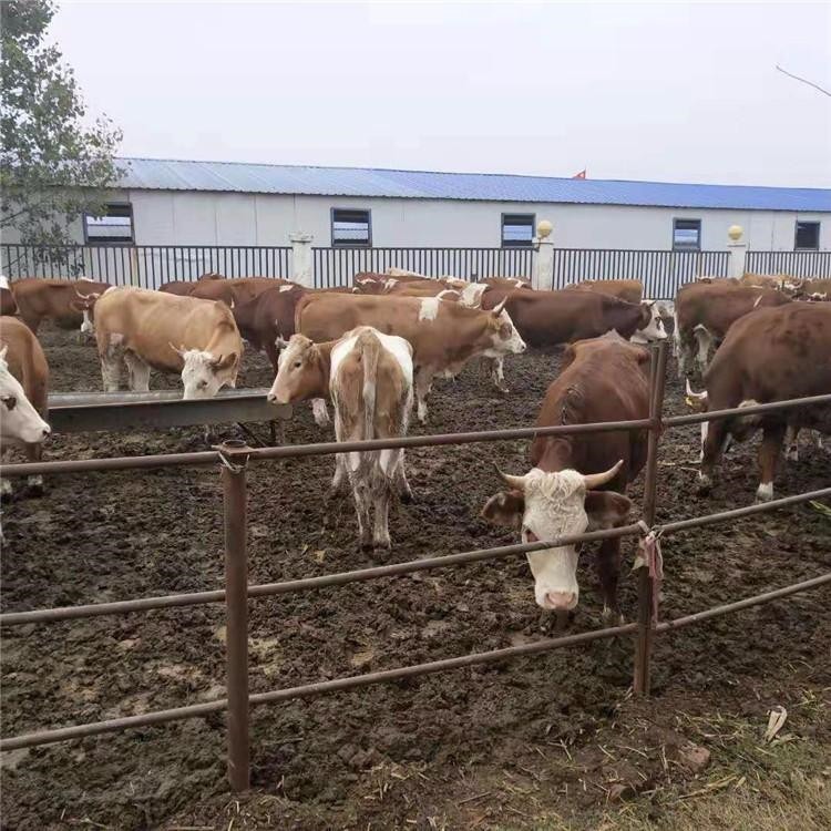 通凯牧业 送货上门出肉率高 云南普洱养牛养殖基地