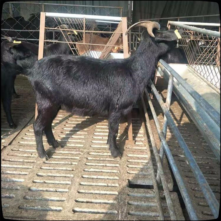 自繁自养 波尔山羊种羊场 通凯 波尔山羊价格 安徽波尔山羊养殖基地4