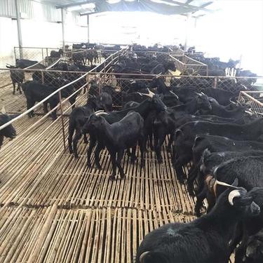 长势快还包邮 通凯牧业 种苗品种多好养活 大型黑山羊养殖基地6