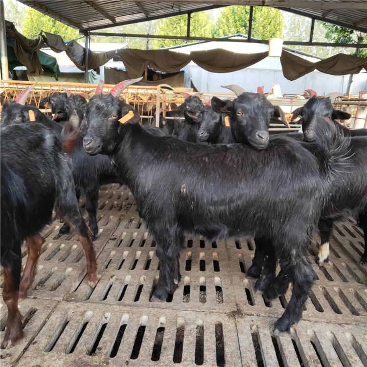 纯种饲养简单 通凯牧业 大小都有 黑山羊肉羊品种5
