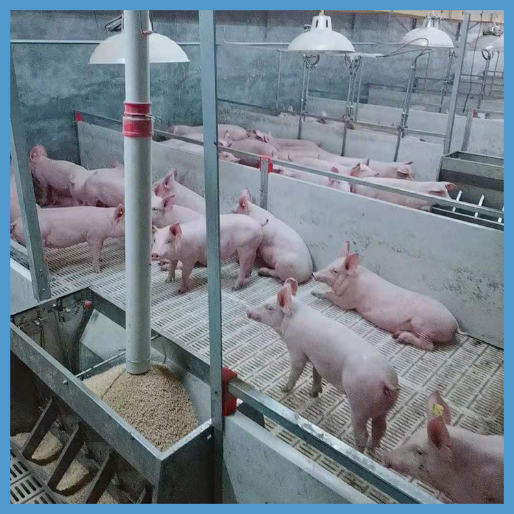 畜牧、养殖业机械 欧式保育栏 产仔猪用产床 牧润农牧 复合小猪保育栏5