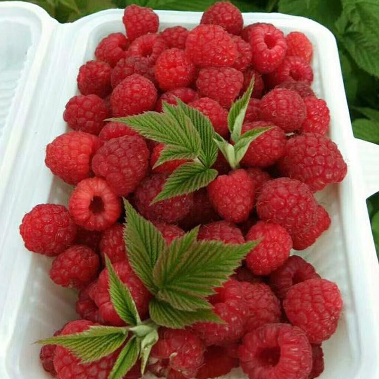 药材种子、种苗 滇农集团树莓种苗 基地供应树莓种苗5