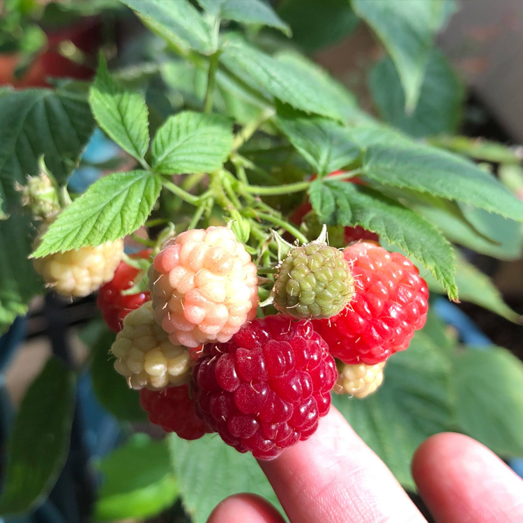 药材种子、种苗 滇农集团树莓种苗 基地供应树莓种苗4