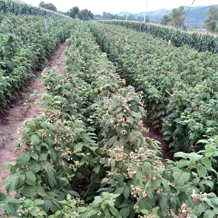 药材种子、种苗 滇农集团树莓种苗 基地供应树莓种苗1