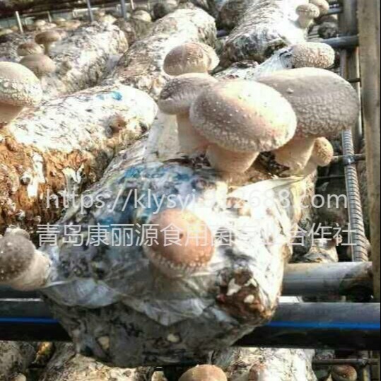 平菇菌棒 食用菌菌种 香菇菌棒 山东青岛出口韩国食用菌菌棒6