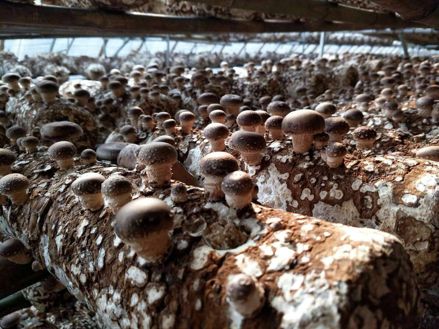 平菇菌棒 香菇菌棒 食用菌菌种 出口欧洲意大利食用菌菌棒2