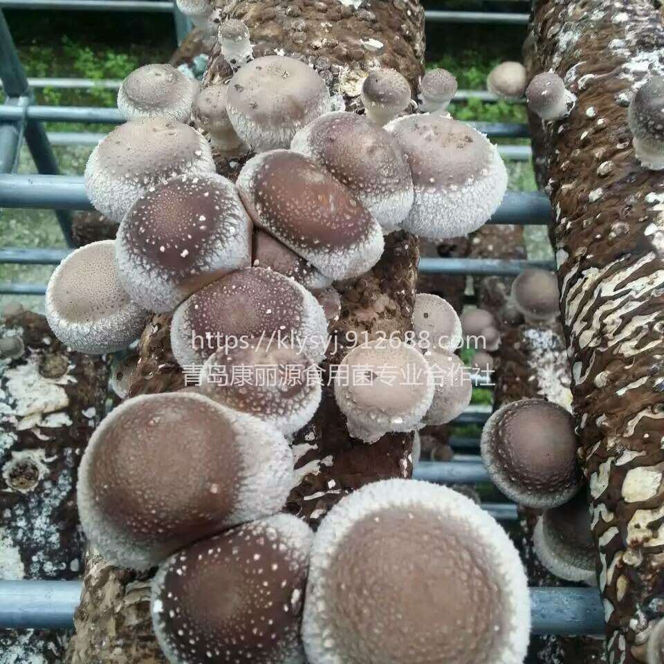 平菇菌棒 香菇菌棒 食用菌菌种 出口欧洲意大利食用菌菌棒6